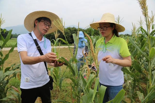 广州市甘蔗糖业研究所胡玉伟博士到融安县开展以菌治虫草地贪夜蛾防治