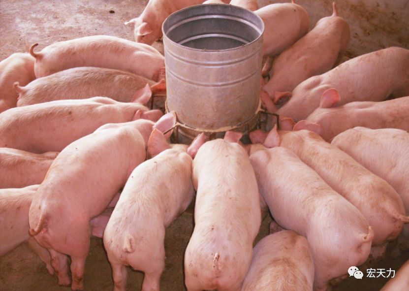 养猪技术夏季猪不吃食怎么办