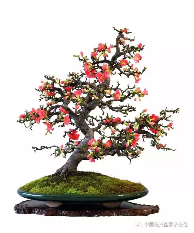 枝叶牵怜意 花朵倾衷情——赏赵庆泉大师的贴梗海棠盆景