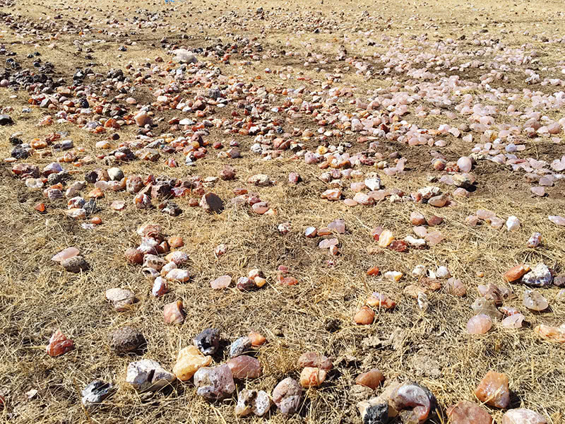 这片草原铺满了玛瑙,就为了满足游客捡石头的爱好!_旅客