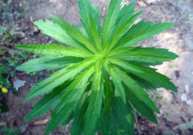 农村常见的野草,以前被老农们用来喂猪,如今却卖到几十一斤