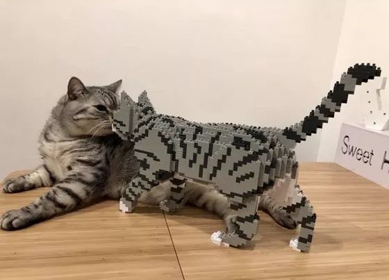 主人给猫买了乐高猫积木模型,竟然没被拍散
