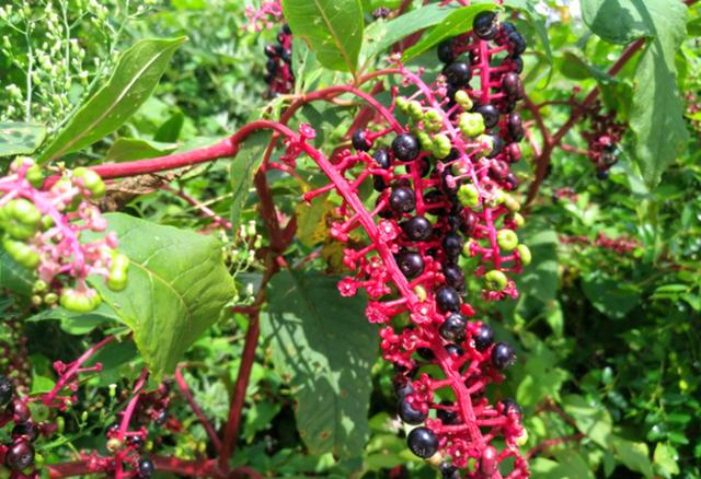 这野菜和人参相似,人们误以为是野菜,殊不知有毒性,遇到要注意_商陆