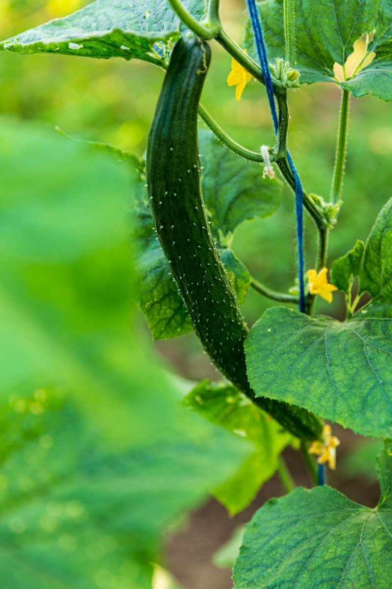 图虫静物摄影黄瓜