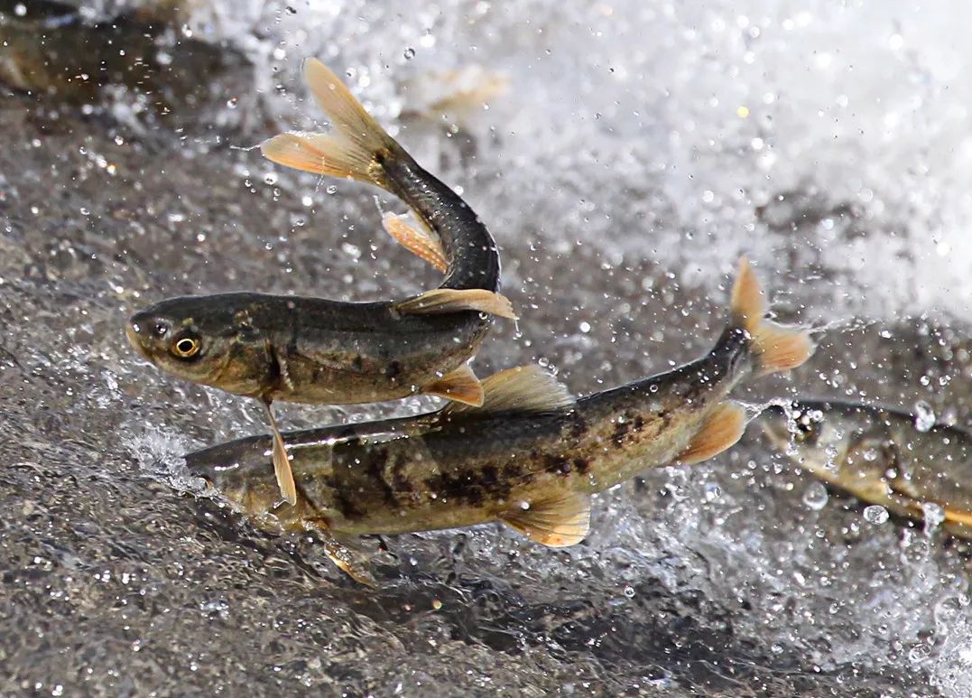 今天青海奇观上央视