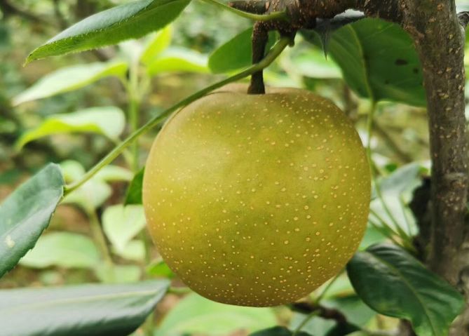 还有2天清凉六月雪天坪山翠冠梨就上线啦