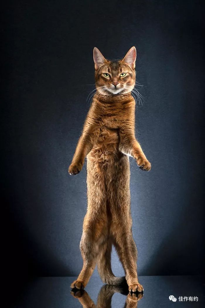 站立的猫咪好不自信