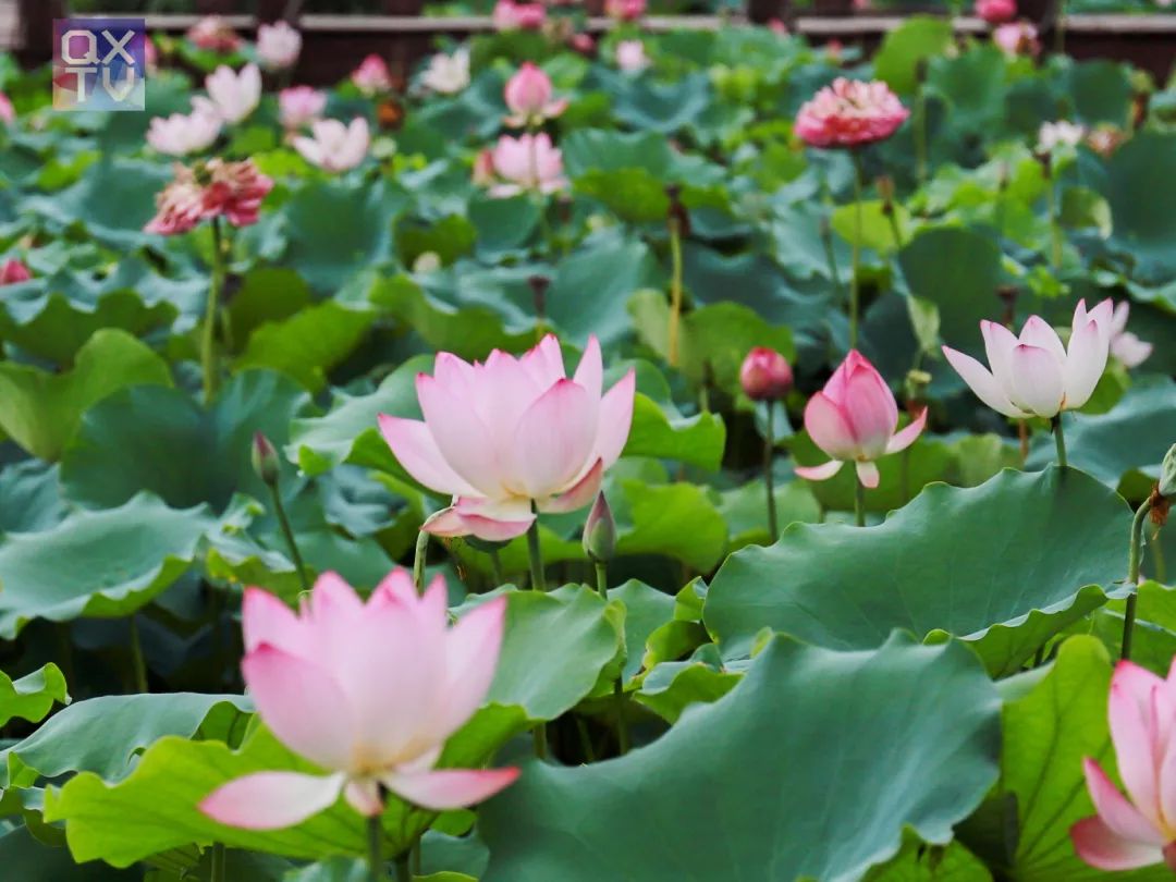 笔架河公园惊现一片荷花一起组队去赏花吧