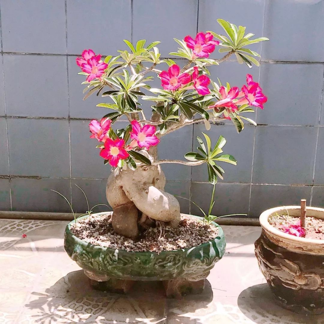 原创沙漠玫瑰盆栽怎么养才能经常开花让它花朵越开越旺盛的技巧
