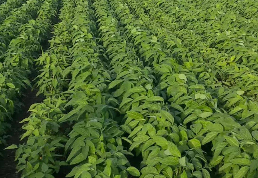 国外大豆等利用根瘤菌减少或不用化学氮肥哪些肥料有助固氮