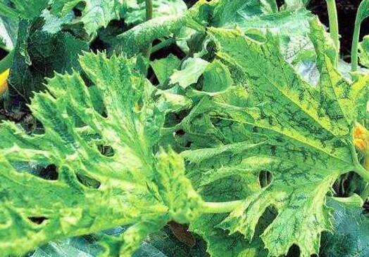 西葫芦病毒病的症状及其防治方法