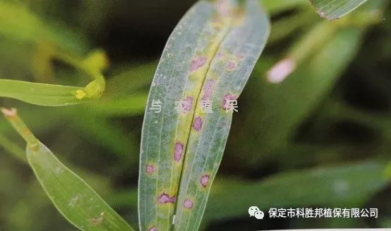 【與農小常識】柴胡斑枯病