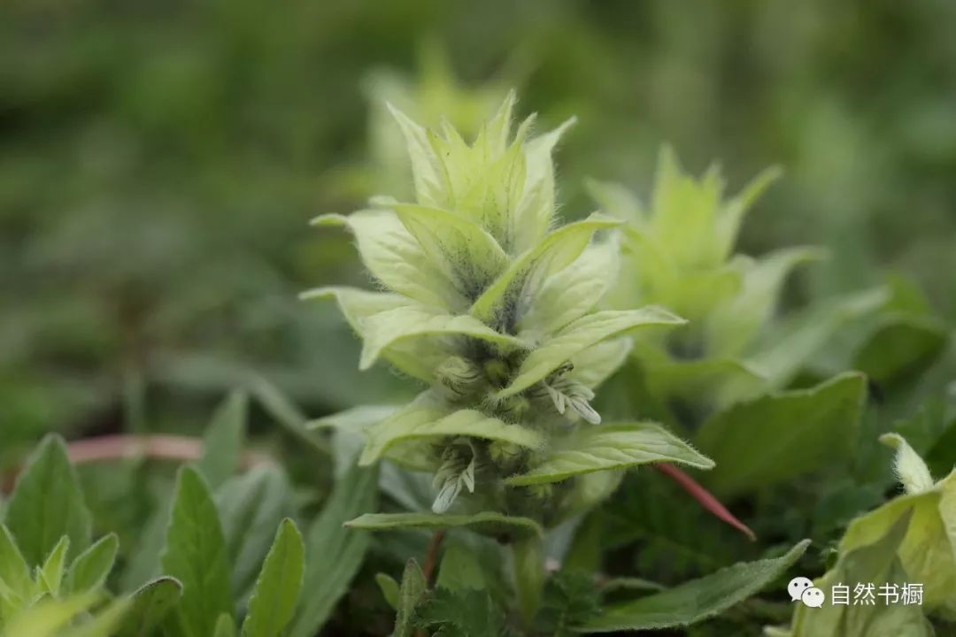 接筋草的功效与作用图片