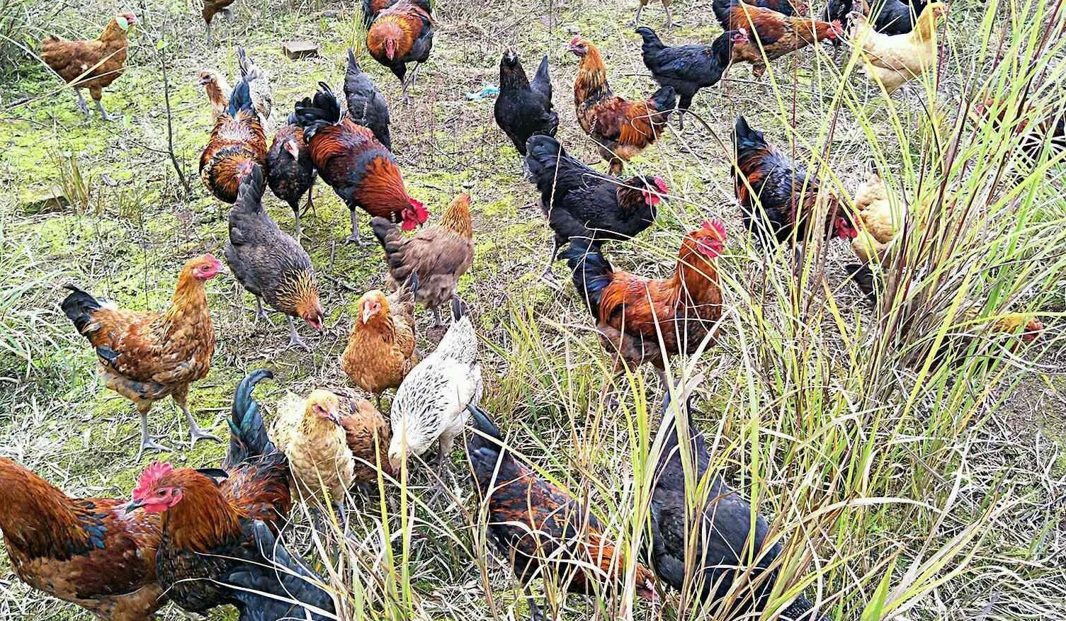 养鸡秘笈养鸡限饲有讲究找对方法是重点养鸡人学习