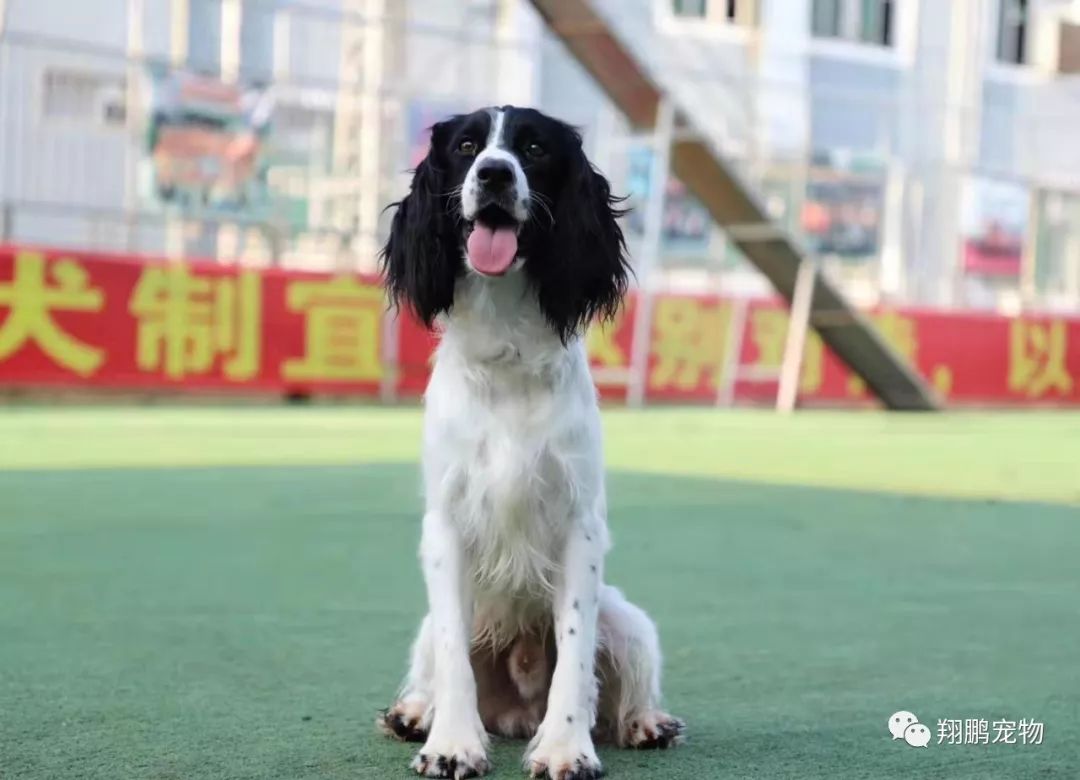 日日涨个"狗 英国史宾格犬