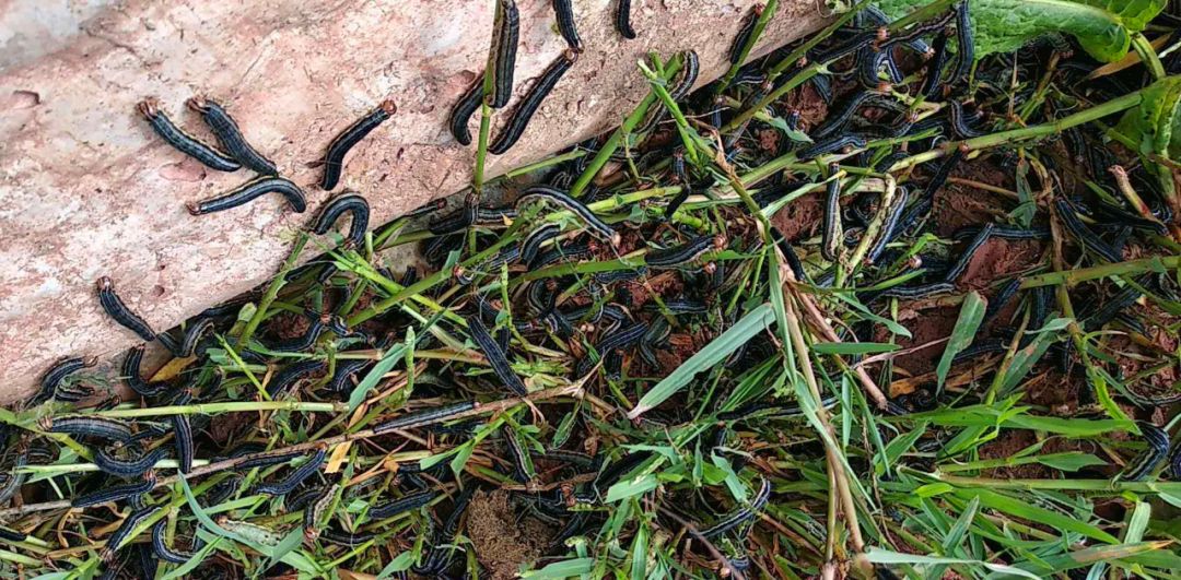 昆明市发布黏虫发生动态及趋势预测