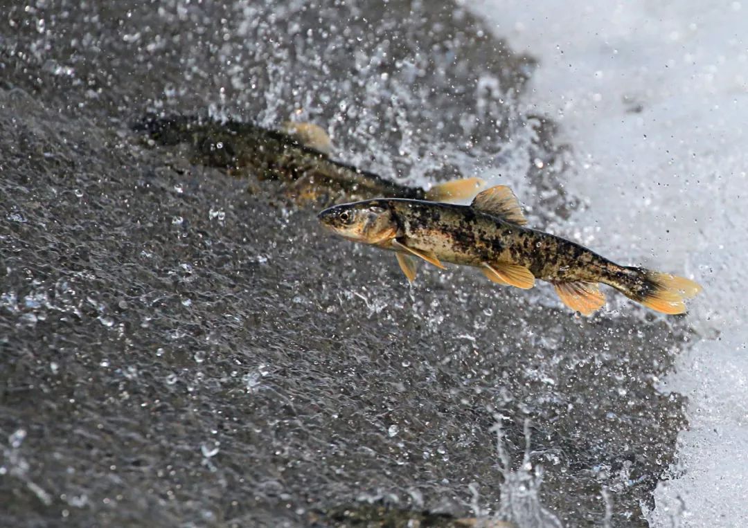 昨日青海奇观上央视