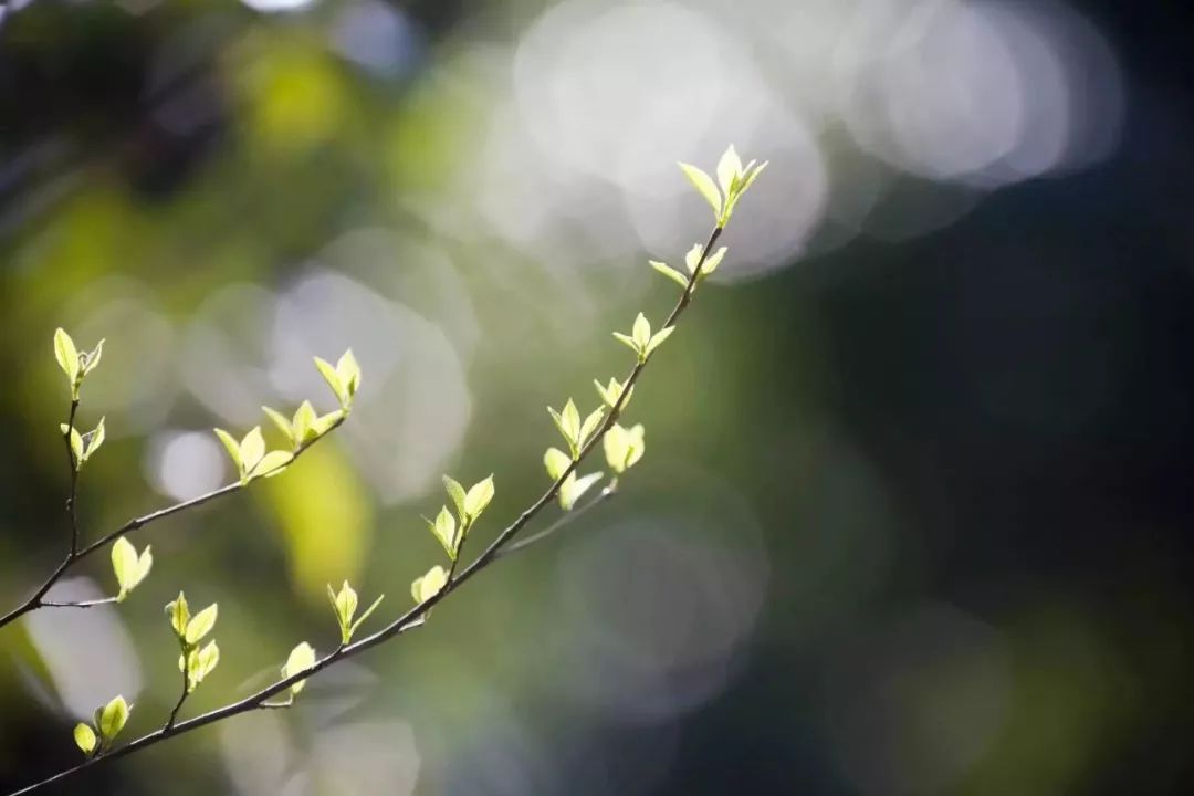 平心静气电脑壁纸图片