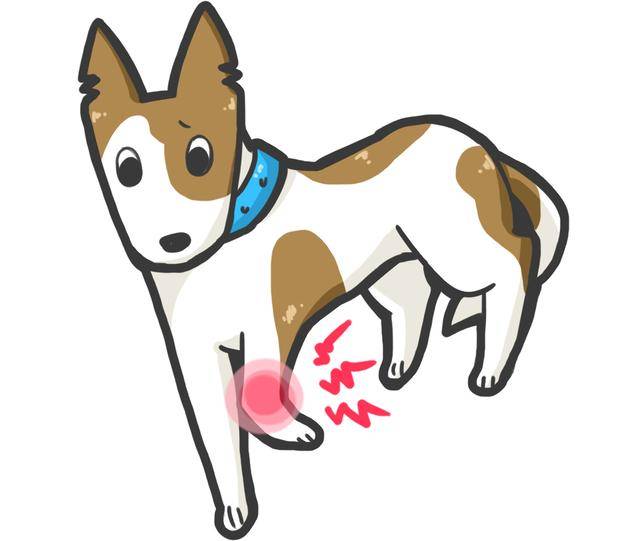 原创狗狗老去的5个症状很多主人都没发现这会让狗狗的老年更痛苦