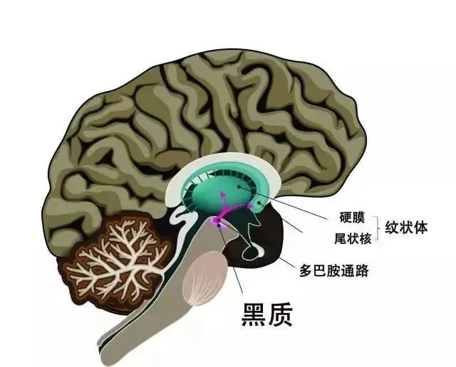 黑质纹状体通路图片