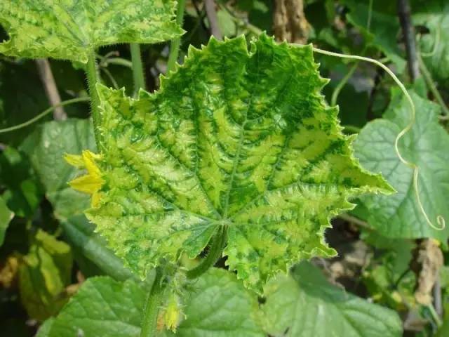 黄瓜顶部叶片出现斑驳状,是病毒吗?