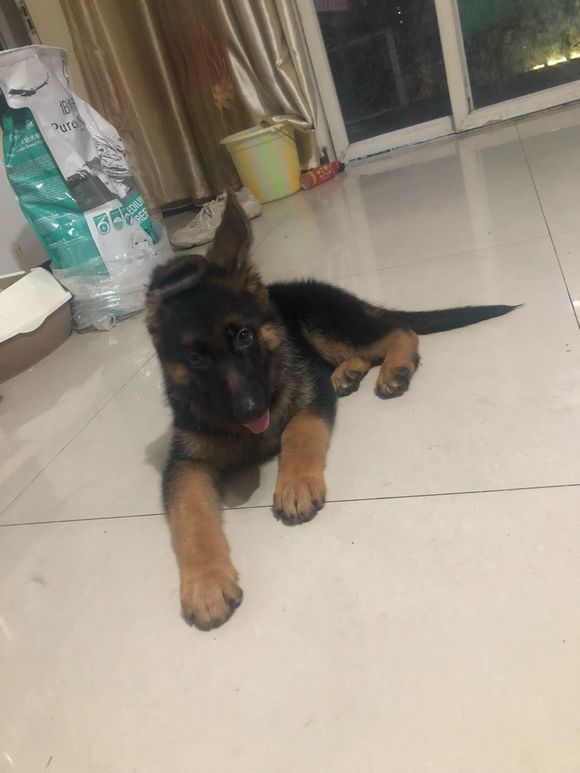 原创德牧总是不好好吃饭而且还调皮捣蛋主人也很着急