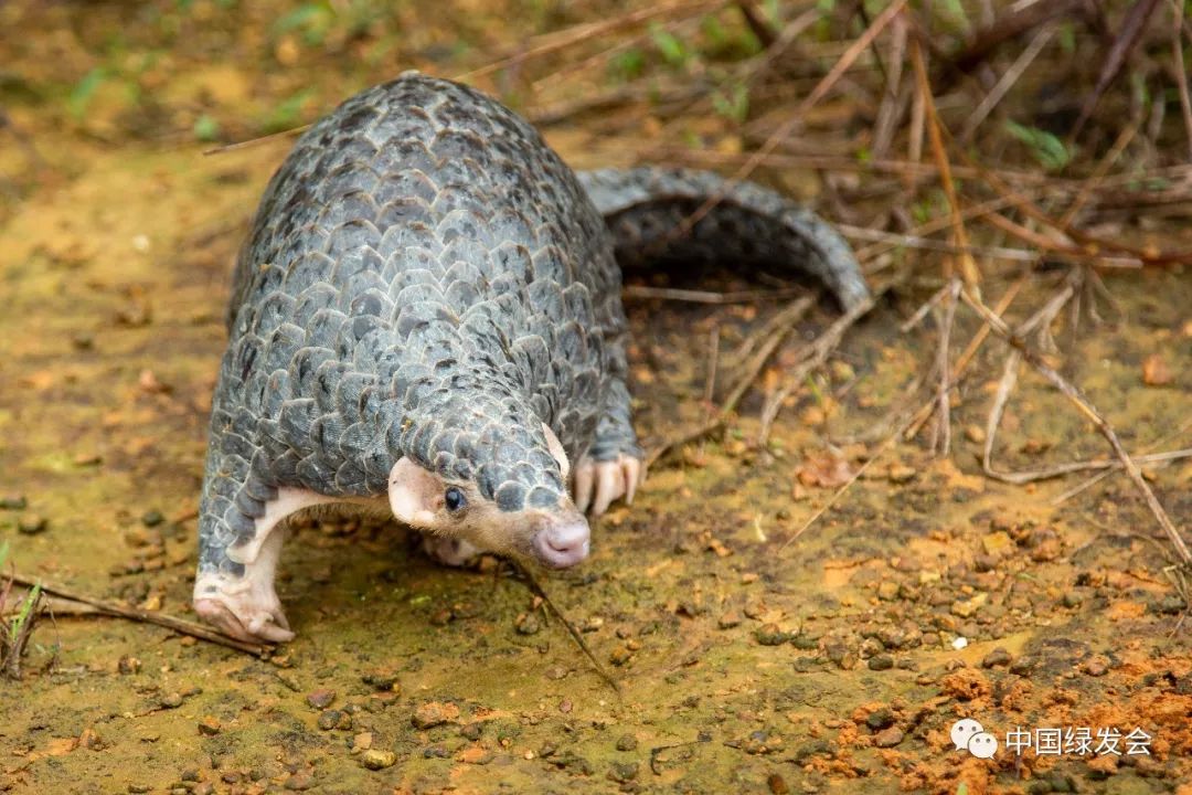 穿山甲女孩调研惠城中华穿山甲栖息地