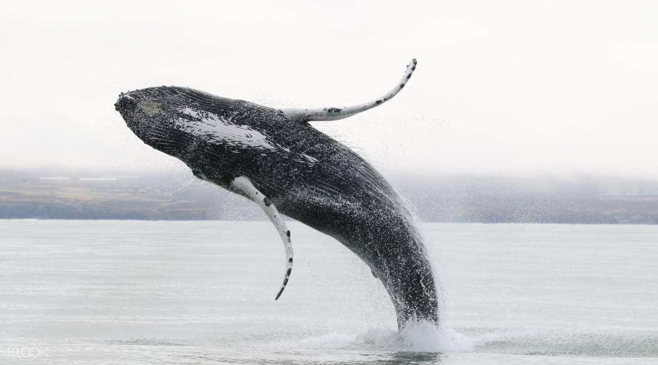 冰岛的鲸鱼种类从体型巨大的抹香鲸,到娇小的鼠海豚,应有尽有.