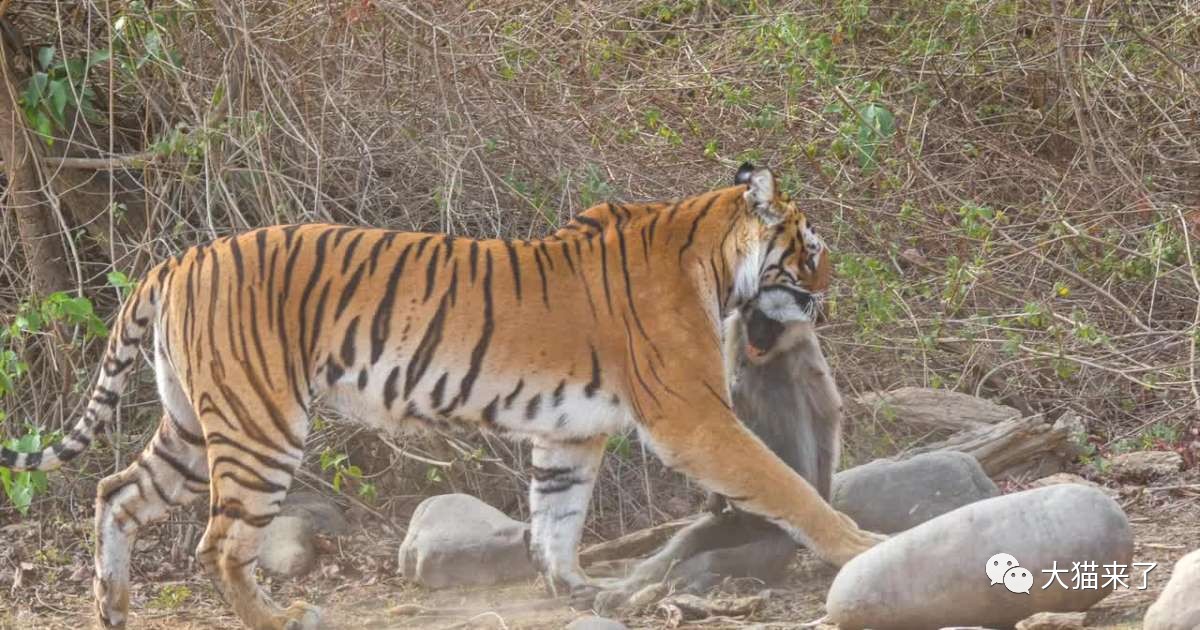 原创猴子总偷椰子怎么办印度大叔用老虎照片镇守果园猴子不敢来了