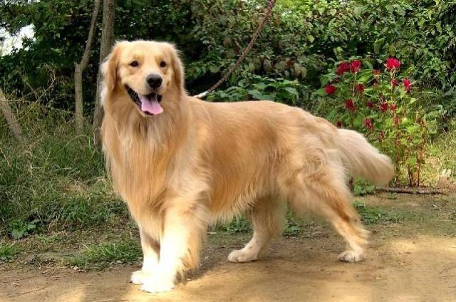 中国允许养的大型犬图片