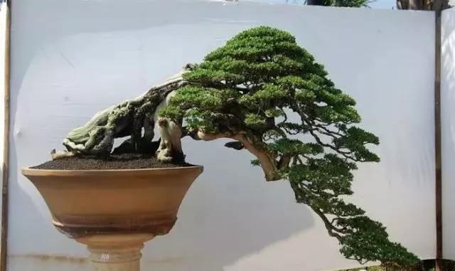 精品悬崖盆景欣赏