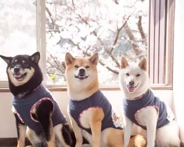 岛国柴犬三姐妹的踏青之旅,这整齐度看得人极度舒适!