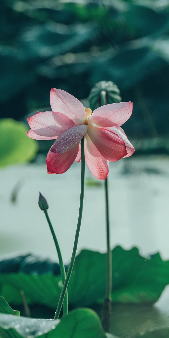 圆明园古莲沉睡百年,终开花!网友:"犹如聊天背景一样精美"