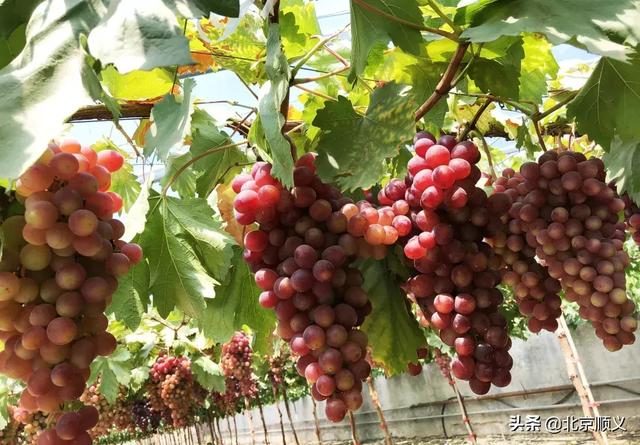 顺义这处首茬葡萄已成熟快来采摘吧
