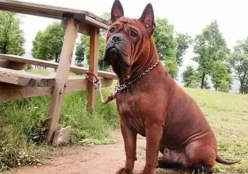 宠闻仅存在邻水的川东猎犬曾被封神现濒危亦无人问津