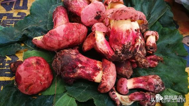 说出几种,譬如常见的青头菌,虎掌菌,铜绿菌,羊肚菌,譬如不常见的鸡枞