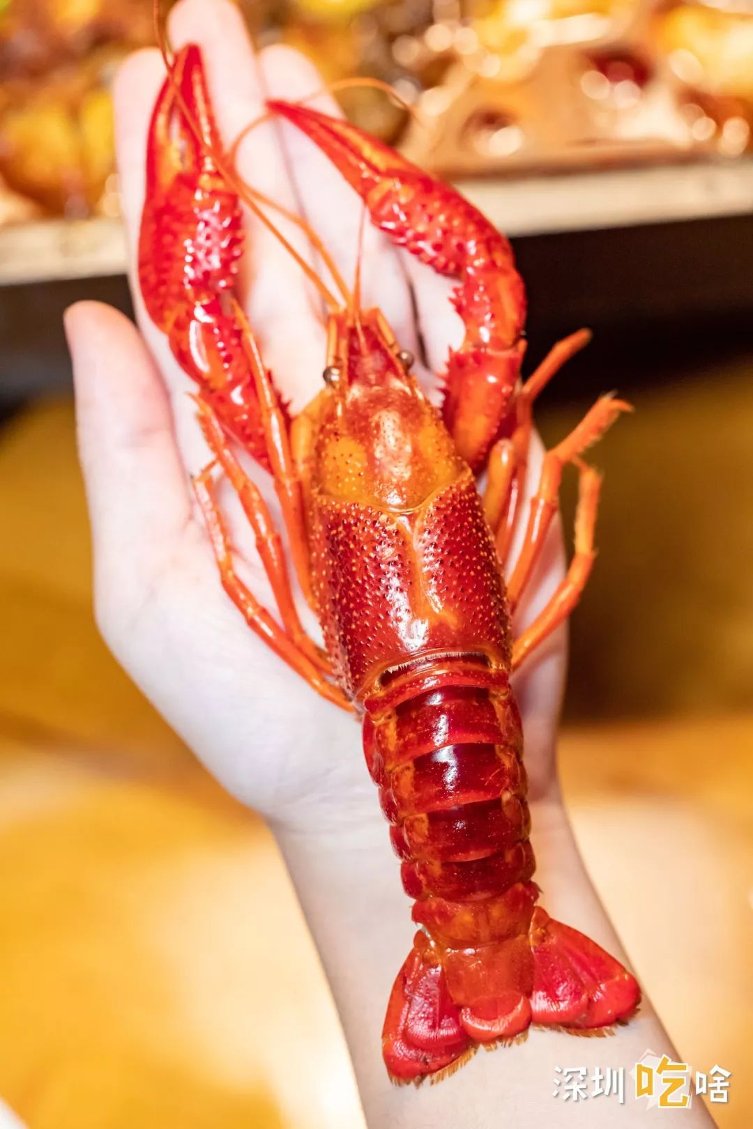 xxxxxxxl版龙虾摩天轮来深圳了66折吃一圈