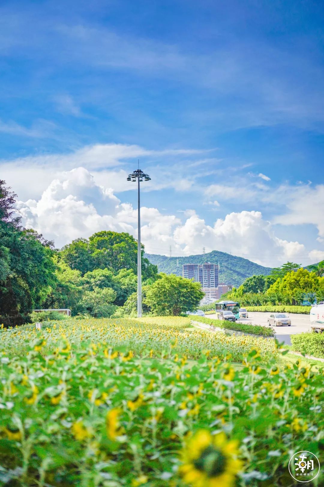 福田下半年第①场向日葵花海盛放,比市民中心更惊艳!