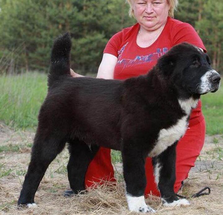 又高又壮的中亚牧羊犬都是别人家的自己的狗为啥越长越瘦