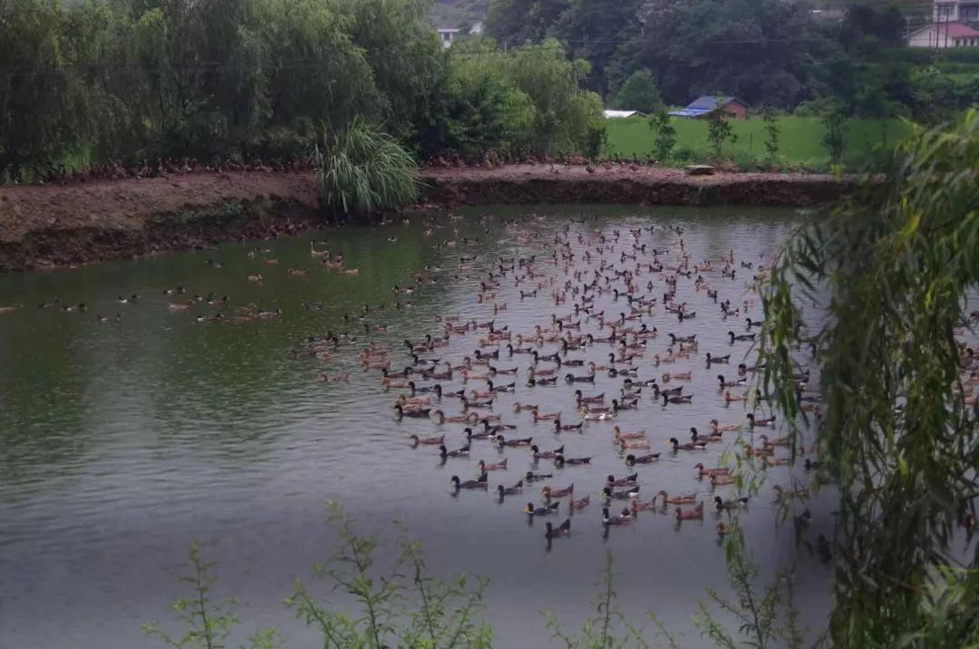 鸭爸爸的养鸭经暑期实践系列