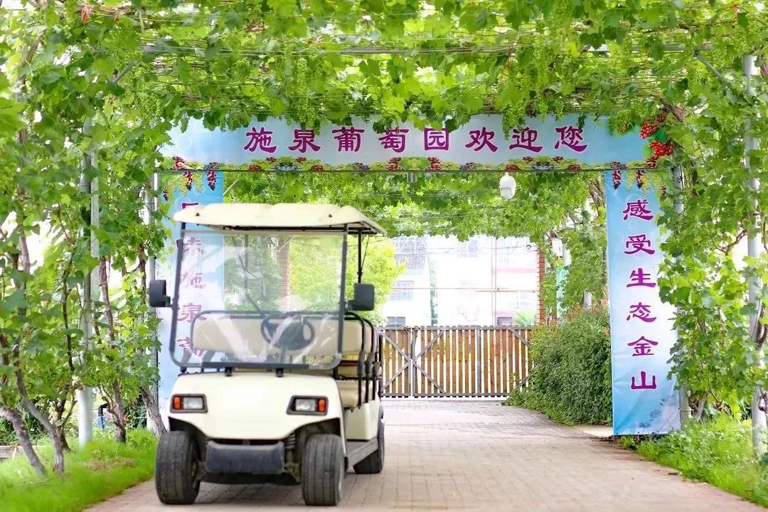 乐游金山第一批施泉葡萄已晒黑盛夏来采摘