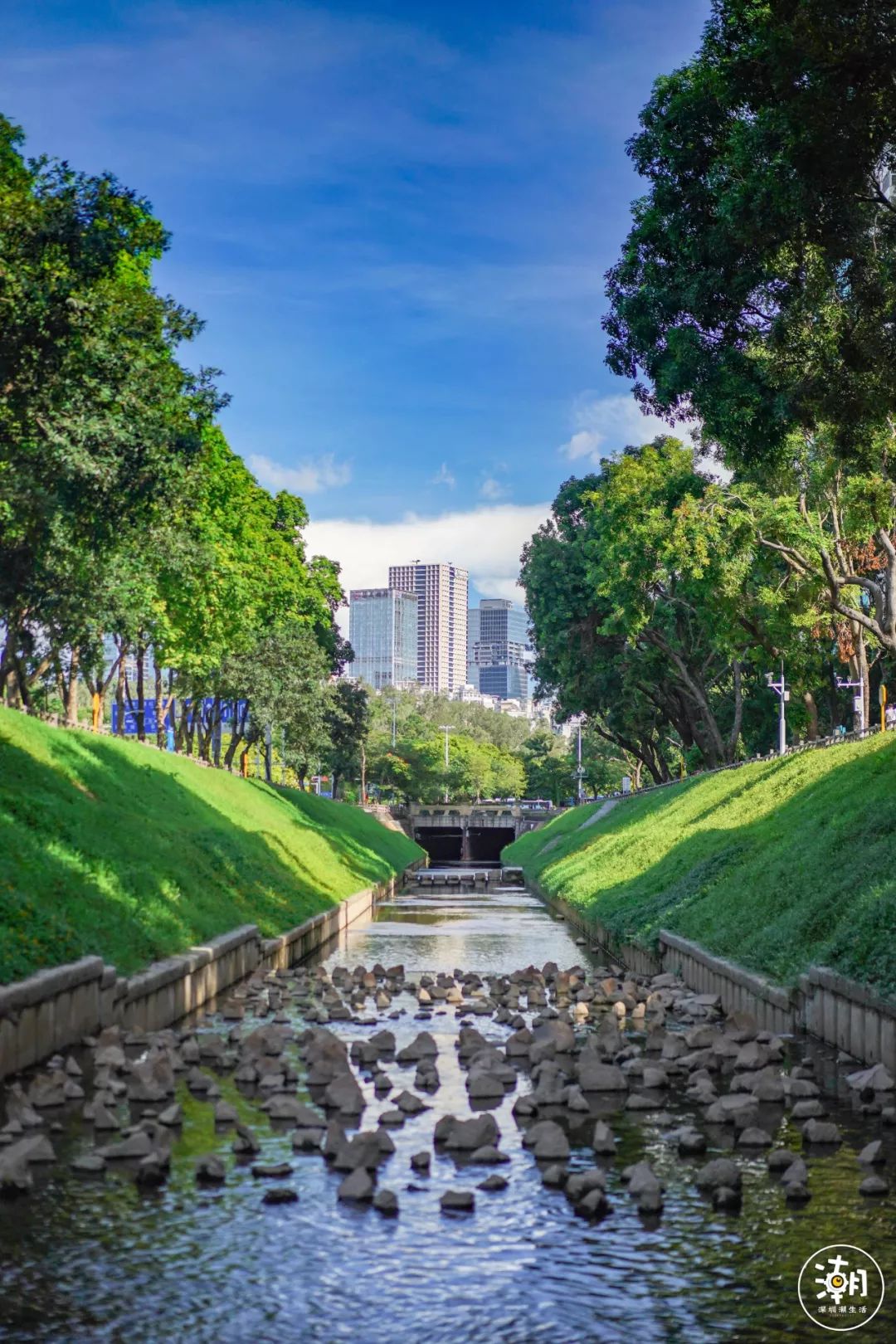 新洲河向日葵花海 =地址:深圳