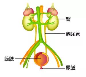 通過前列腺之後,就是平時所說的尿道(男性為例),包括我們平時看到的