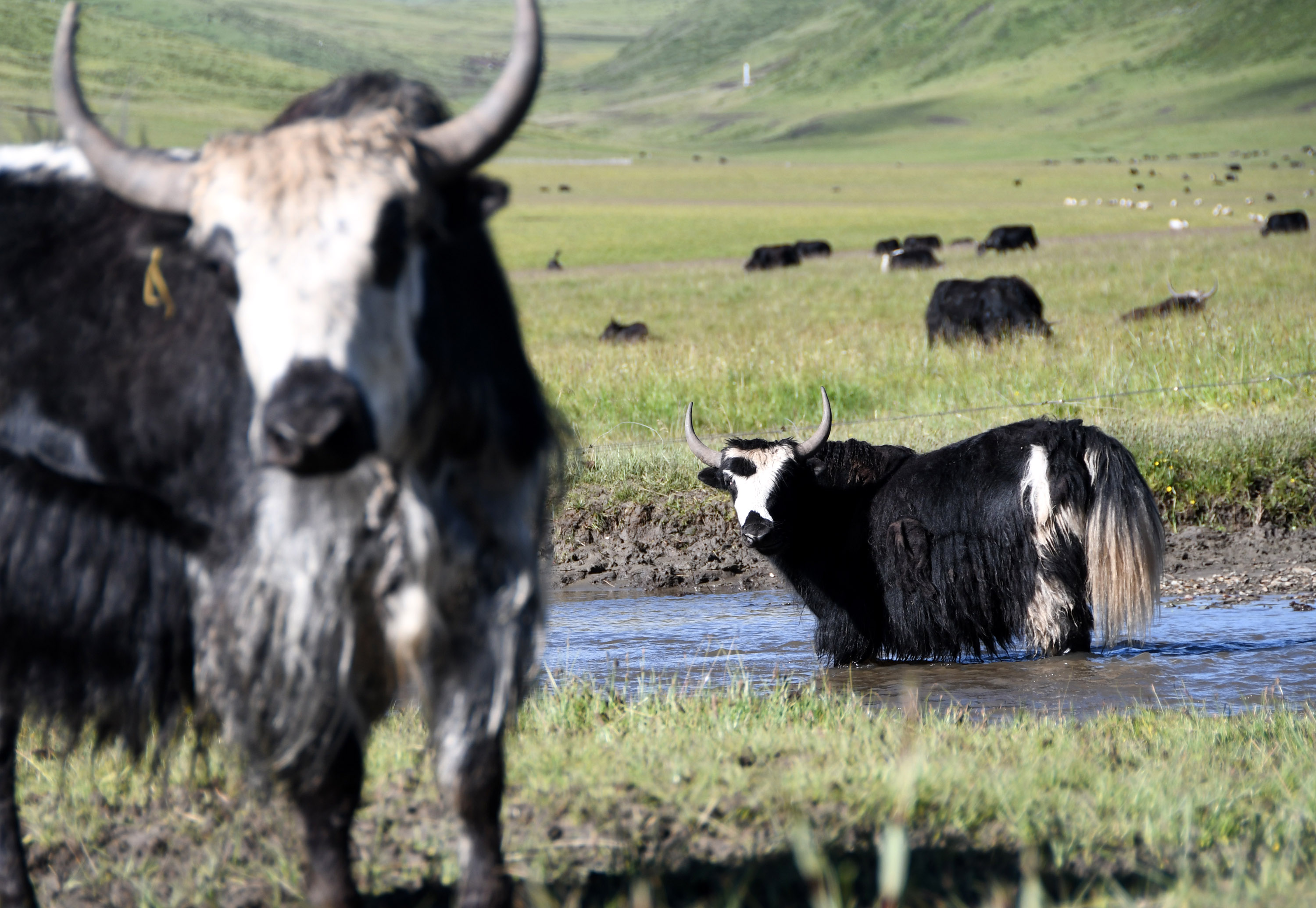 四川藏乡牦牛产业升级助牧民增收