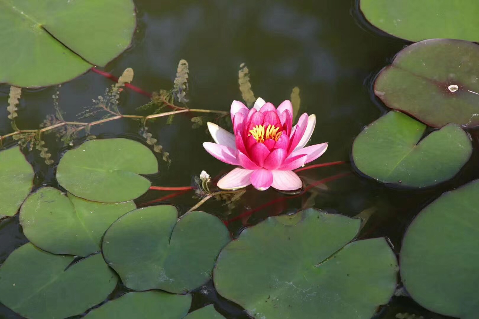 武汉花乡茶谷这里莲花带禅意魏云乔咏夏诗两首