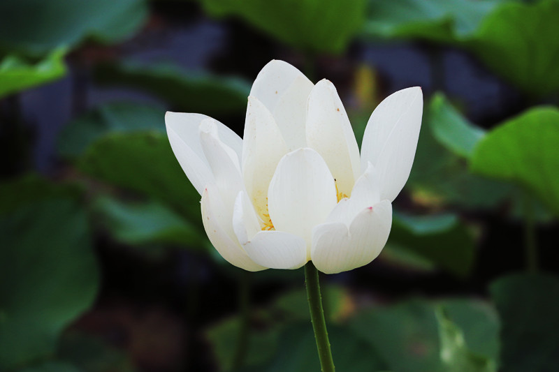 郑州的后花园:水牛稻百亩莲心湖,泛舟徜徉荷花海