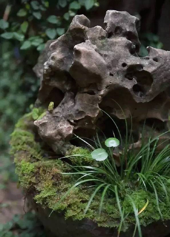 拾一方石头植一茎菖蒲