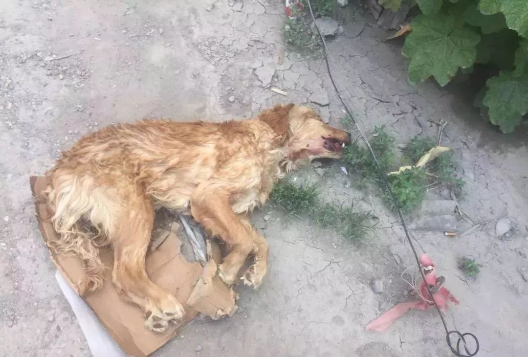 网友爆料西宁一只金毛被虐致死!