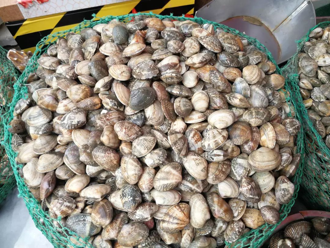 青岛人幸福生活的标配,今天你吃了吗?_蛤蜊