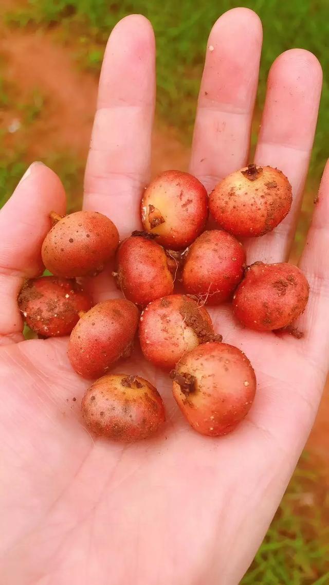 旺蒼農村人小時候把這種野果當零食吃!現在居然賣100/斤?